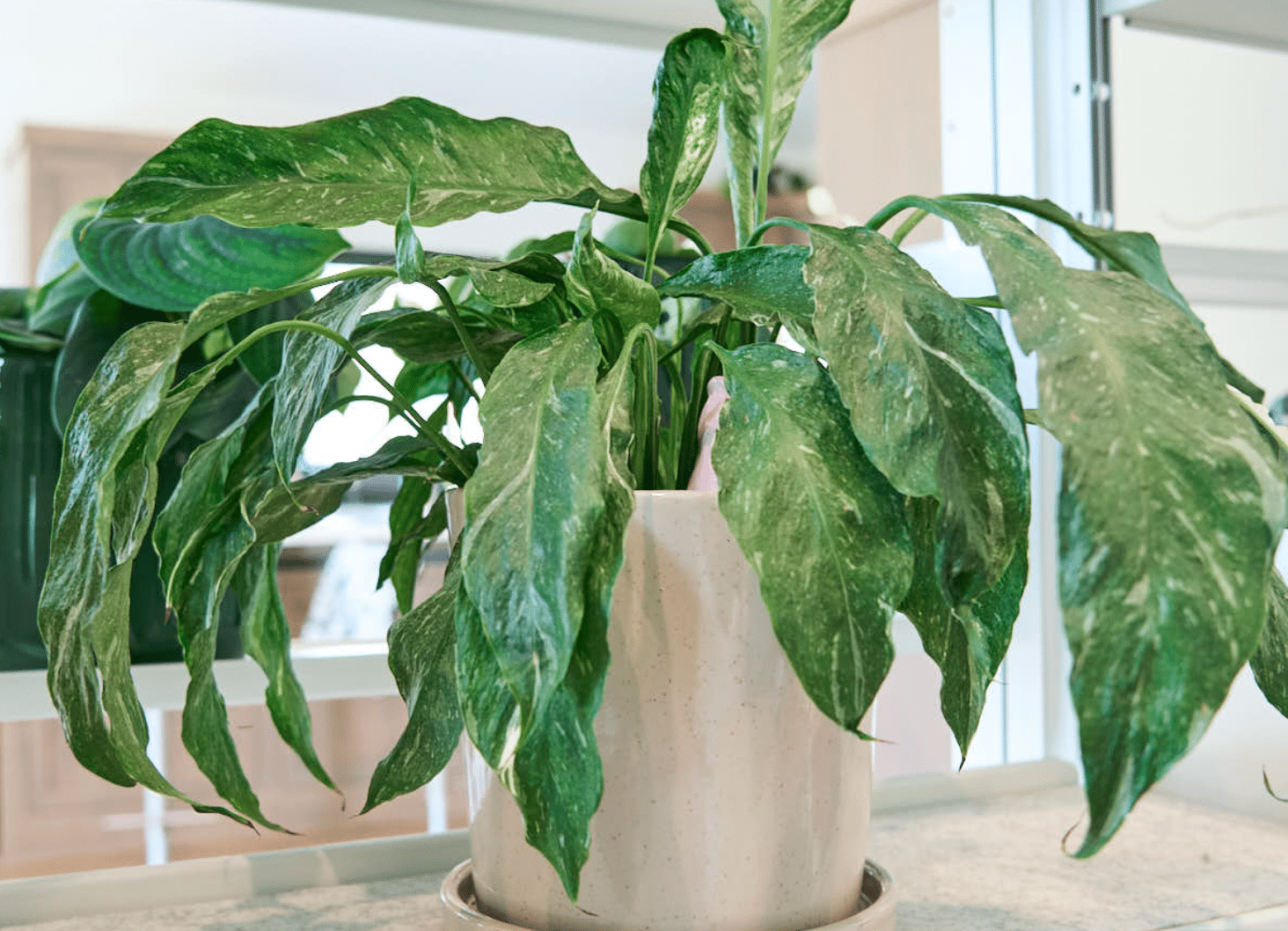 variegated peace lily with drooping leaves